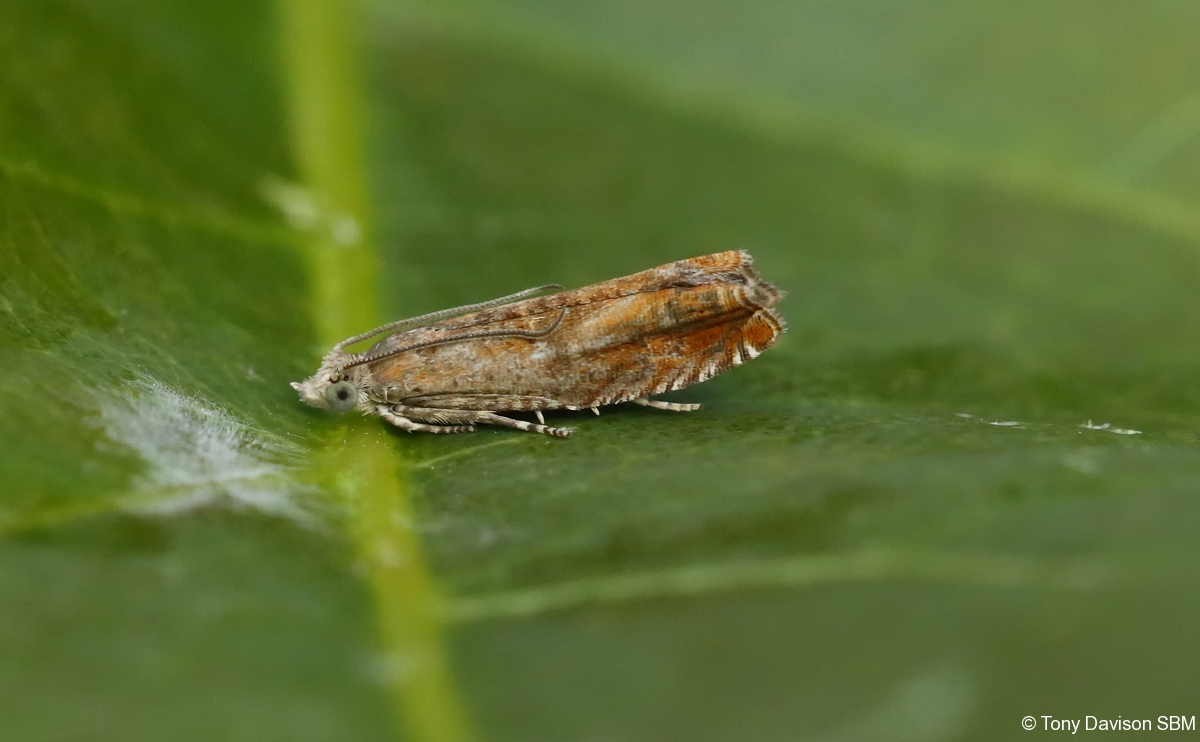 49.248 BF1139 - Tortricidae - Olethruetinae - Epinotia tenerana