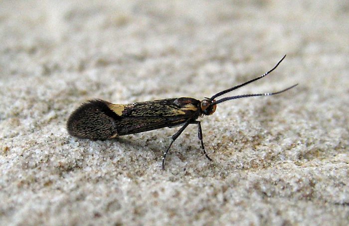 8.019 BF649 - Oecophoridae - Oecophorinae - Esperia sulphurella