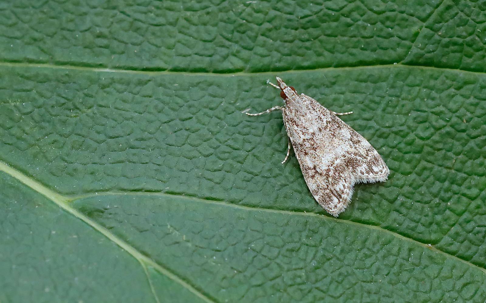63.067 BF1338 - Crambidae - Scopariinae - Eudonia lacustrata