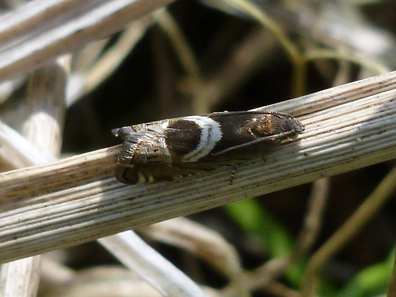 49.354 BF1251 - Tortricidae - Olethreutinae - Grapholita jungiella