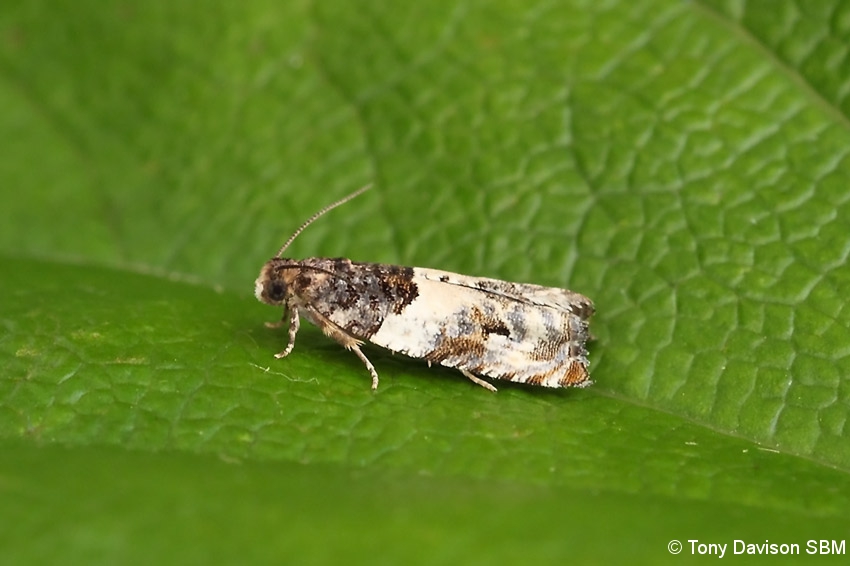 Gypsonoma dealbana - 3rd July 2014 - Melbourne - Tony Davison