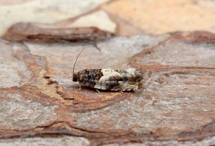 Gypsonoma sociana