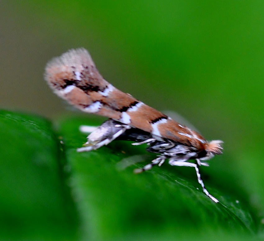 15.089 BF366a - Gracillariidae - Lithocolletinae - Cameraria ohridella - Horse-Chestnut-leaf-miner