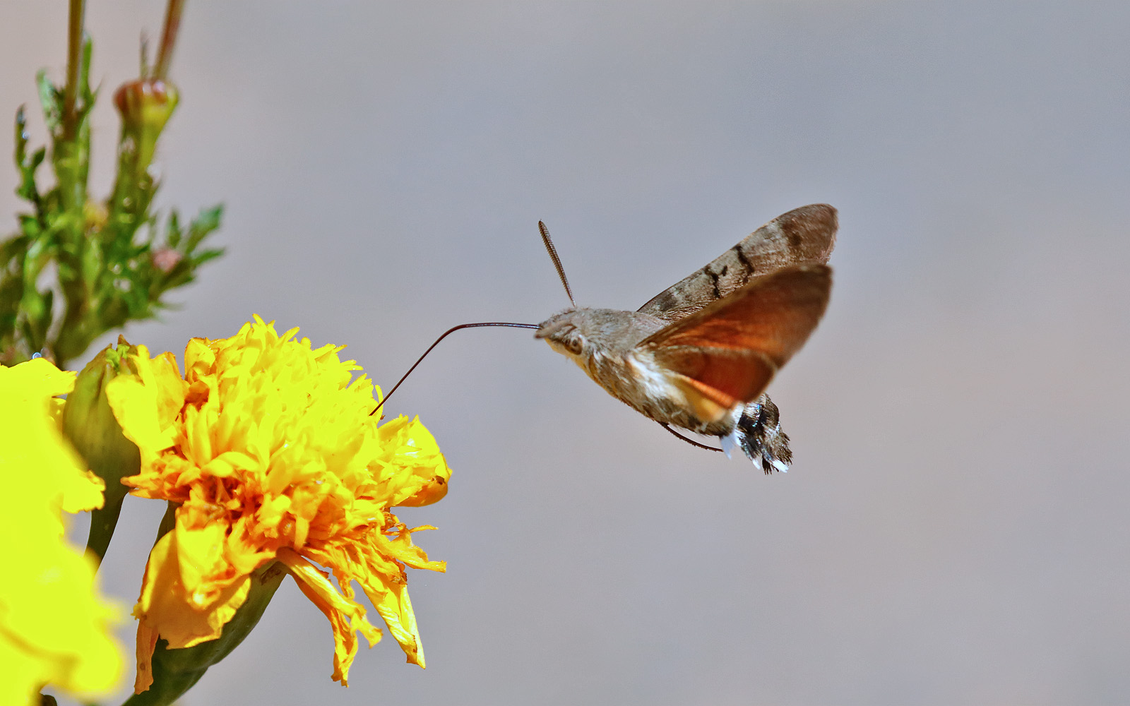 69.010 BF1984 - Hummingbird Hawk Moth - Sphingidae - Macroglossum stellatarum