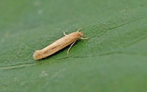 34.004 BF898Limnaecia phragmitellaBulrush Down Moth