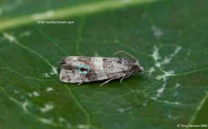 49.183 BF1108 - Tortricidae - Olethreutinae - Lobesia abscisana