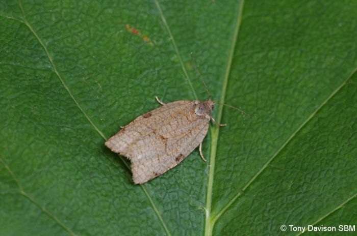 49.029 BF1002 - Tortricidae - Tortricinae - Lozotaenia forsterana