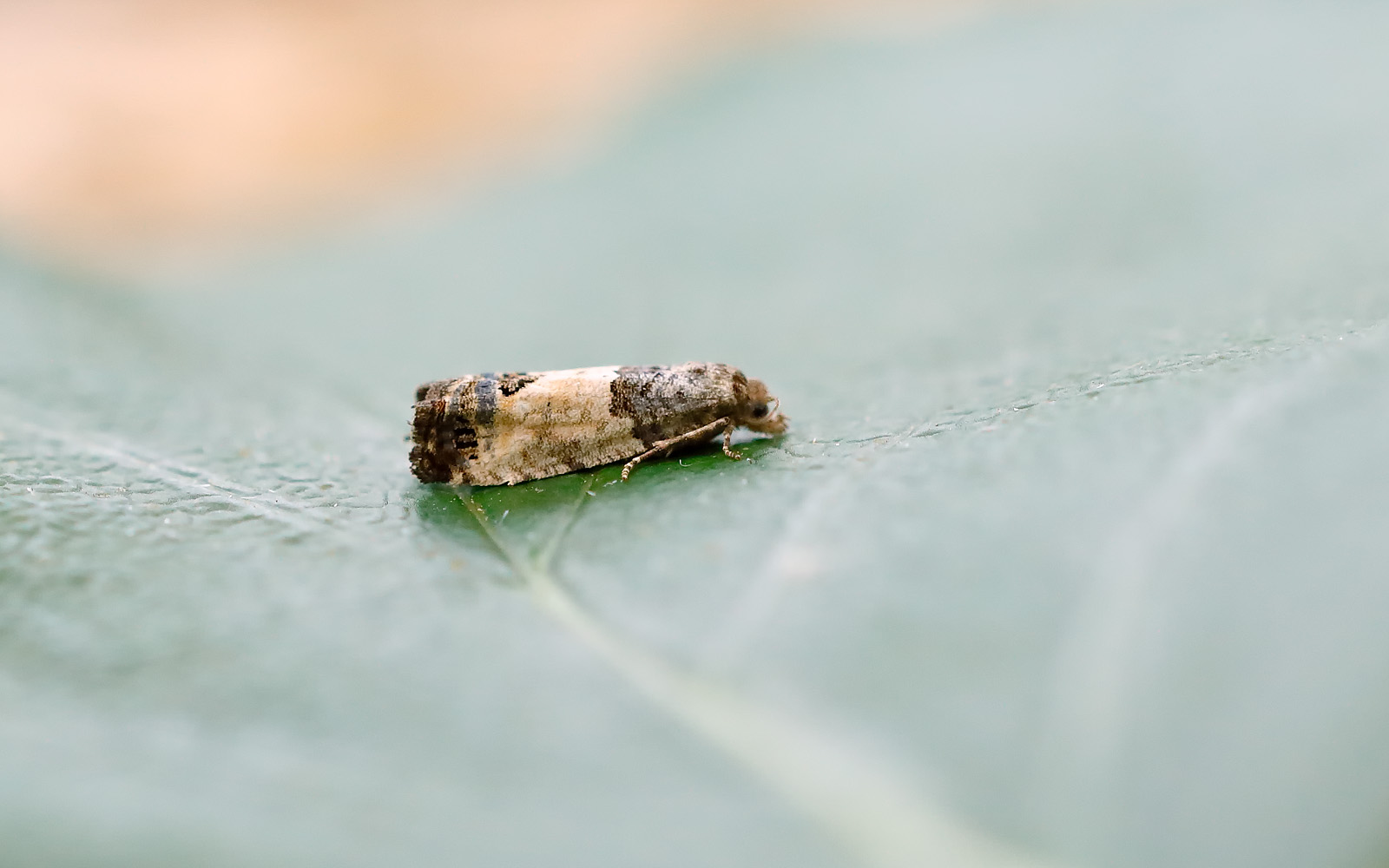 49.224 BF1205 - Tortricidae - Olethreutinae - Spilonota ocellana