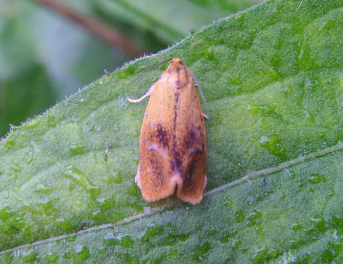 49.022 BF1000 - Tortricidae - Tortricinae - Ptycholoma lecheana