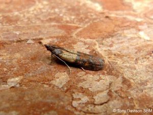 62.062 BF1479 - Pyralidae - Phycitinae - Plodia interpunctella