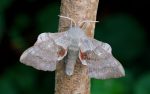 69.003 BF1981 – Poplar Hawk-moth (Laothoe populi)
