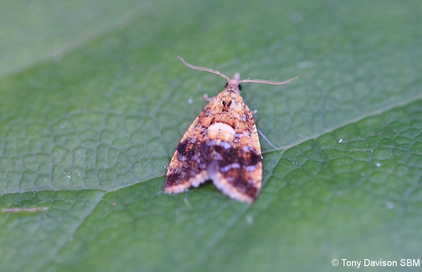 49.091 BF1011 - Tortricidae - Tortricinae - Pseudargyrotoza conwagana