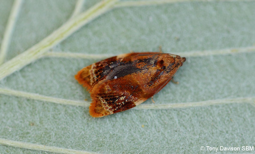 49.004 - BF1010 - Tortricidae - Tortricinae - Ditula angustiorana