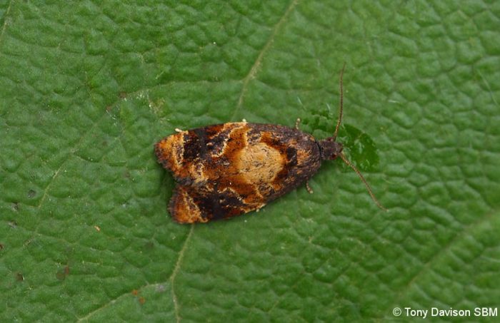Ditula angustiorana – Red-barred Tortrix