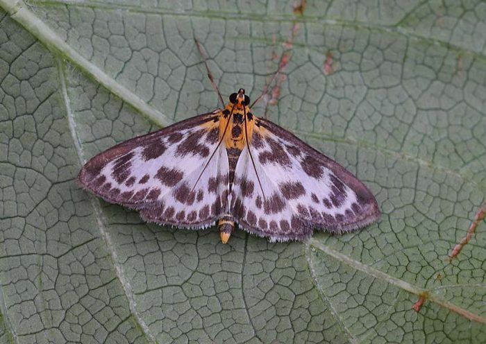 Anania hortulata - Small Magpie
