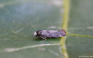 16.017 BF438Swammerdamia pyrellaCopper-fringed Drab