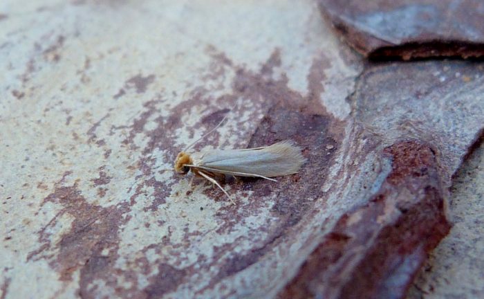 12.026 BF236 - Tineidae - Tineinae - Tineola bisselliella