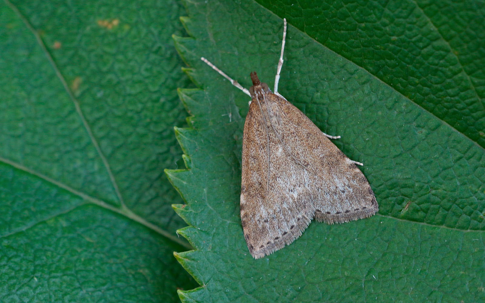 63.034 BF1390 - Crambidae - Spilomelinae - Udea prunalis