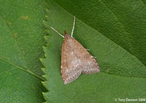 63.034 BF1390Udea prunalisDusky Pearl