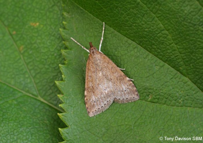 Udea prunalis