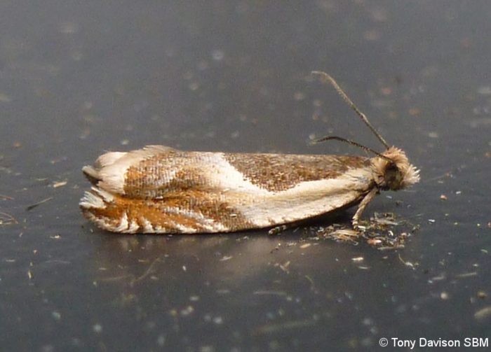 49.214 BF1126 - Tortricidae - Olethreutinae - Ancylis badiana