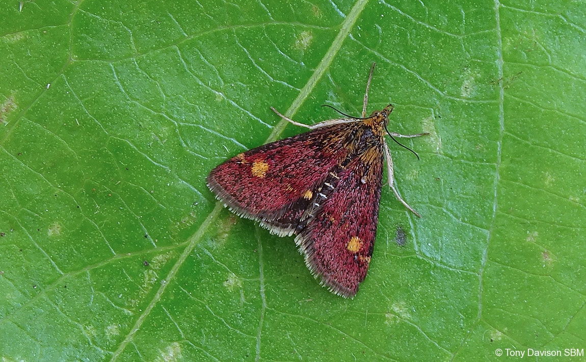 63.006 BF1361 - Crambidae - Pyraustinae - Pyrausta aurata