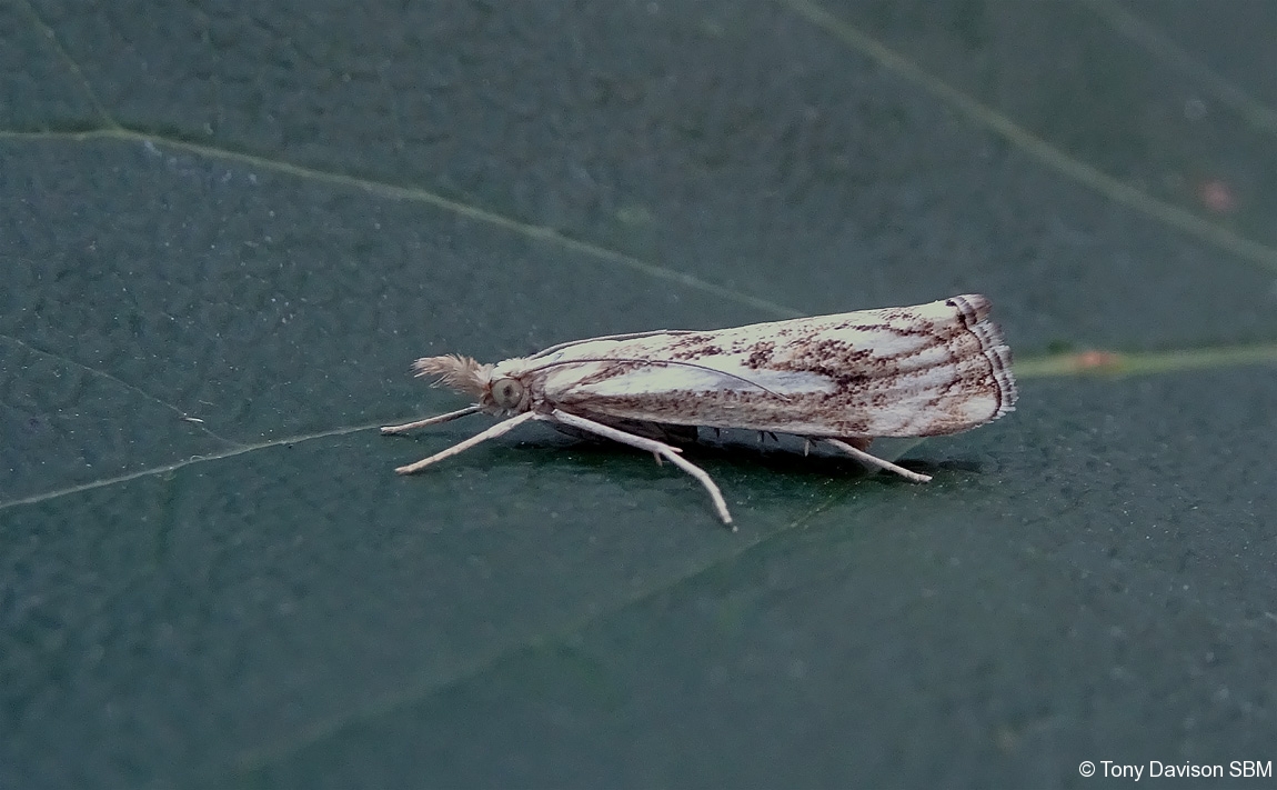 63.102 BF1316 - Crambidae - Crambinae - Catoptria falsella