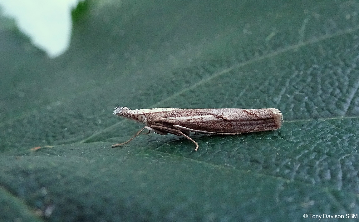 Agriphila geniculea 27th July 2020 - Melbourne - Tony Davison