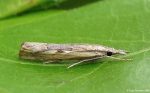 63.090 BF1306 - Crambidae - Crambinae - Agriphila inquinatella