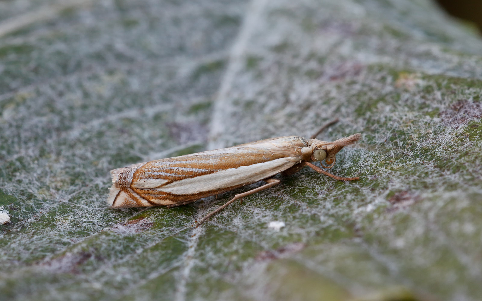 63.081 BF1294 - Crambidae - Crambinae - Crambus pascuella