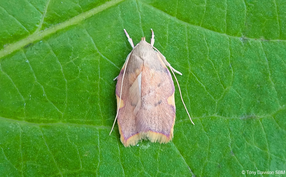 31.001 BF658 - Peleopodidae - Carcina quercana