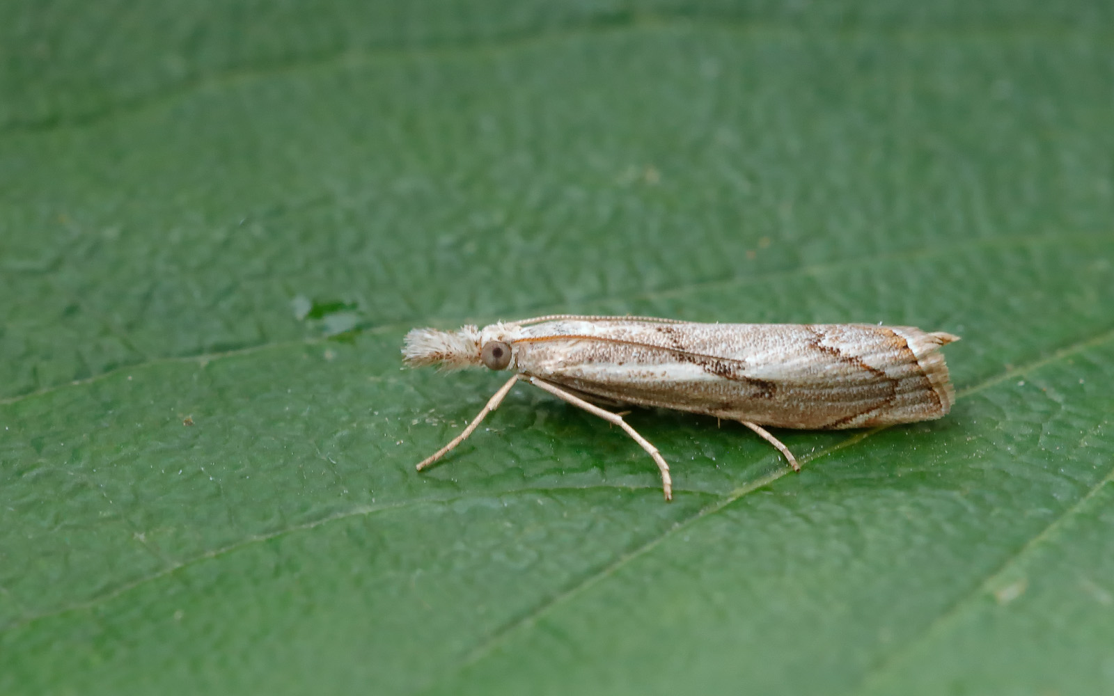 Agriphila geniculea - 21st August 2020 - Melbourne - Tony Davison