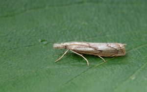 63.095 BF1309Agriphila geniculeaChevron Grass-moth