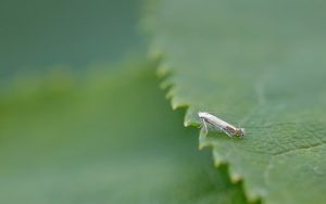 21.001 BF263Lyonetia clerkellaApple Leaf-miner