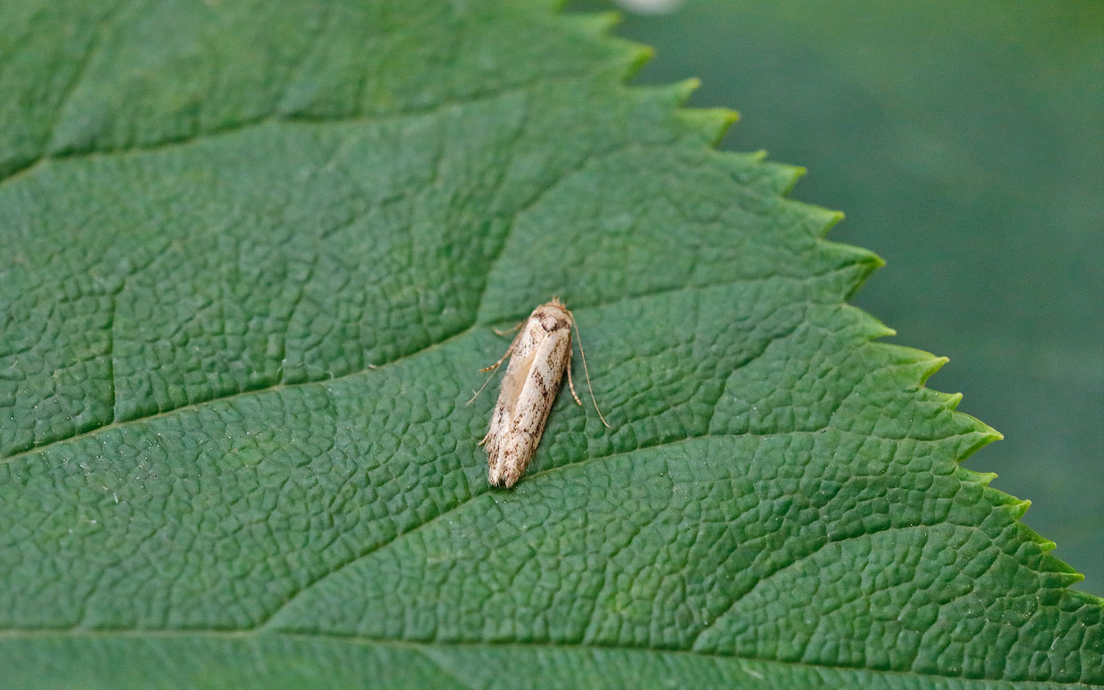 Blastobasis adustella