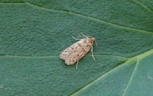 28.010 BF647Hofmannophila pseudospretellaBrown House-moth