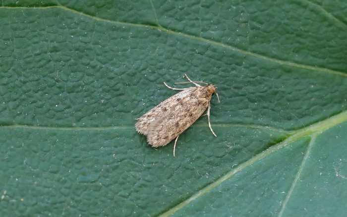 28.010 BF647 - Oecophoridae - Oecophorinae - Hofmannophila pseudospretella