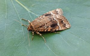 73.062 BF2297Copper UnderwingAmphipyra pyramidea