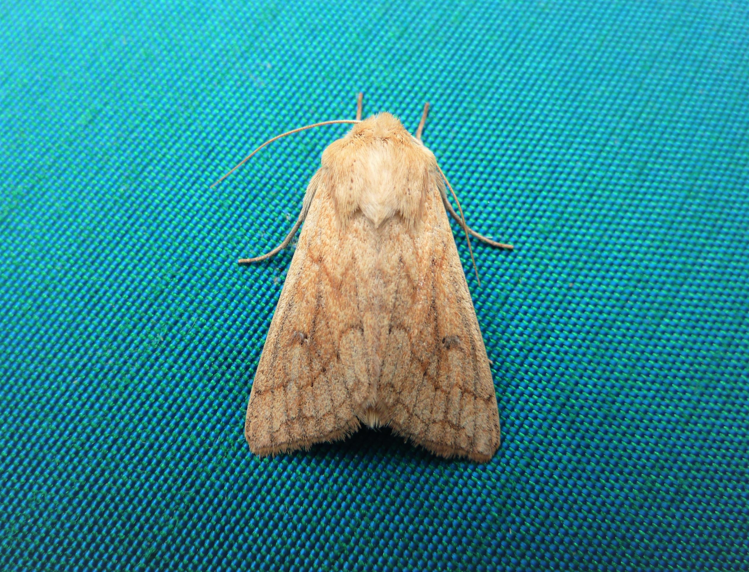 Delicate - Mythimna vitellina