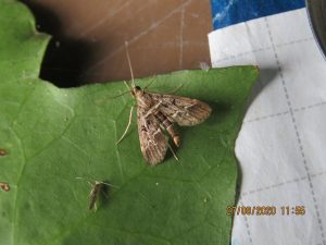 Duponchelia fovealis - European Pepper Moth