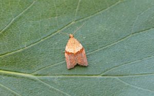Light-brown-Apple moth