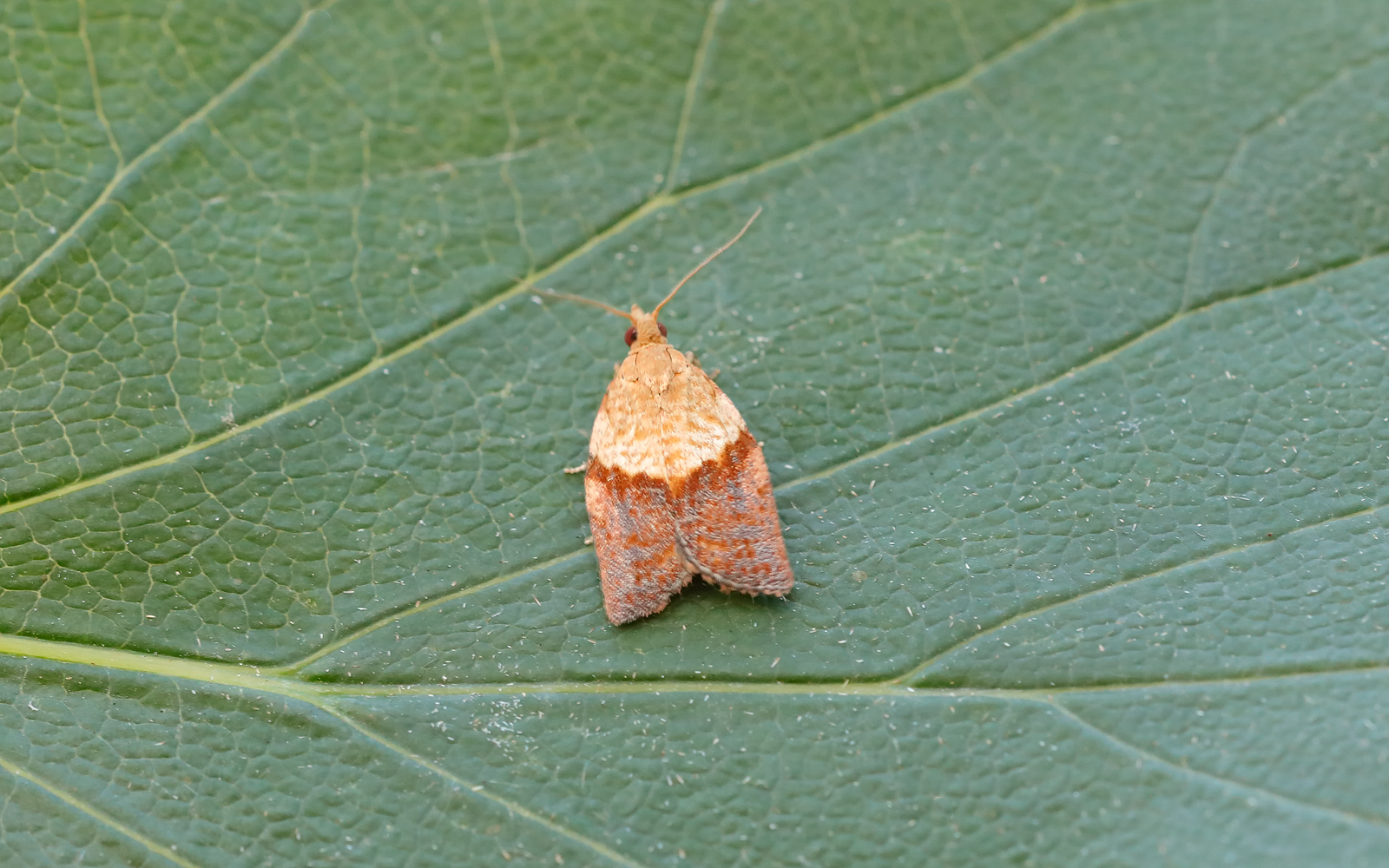 Light-brown-Apple moth