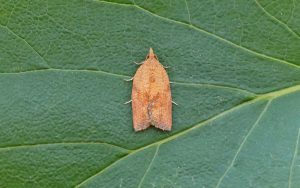 Light-brown-Apple moth
