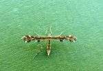 45.028 BF1494 – Wood Sage Plume (Capperia britanniodactylus)