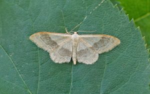 Idaea aversata