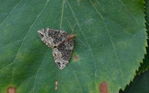 70.089 BF1754The PhoenixEulithis prunata