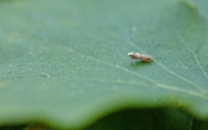 16.015 BF437Swammerdamia caesiellaBirch Drab