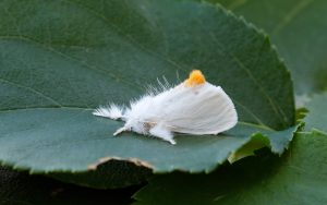 72.013 BF2030Yellow-tailEuproctis similis