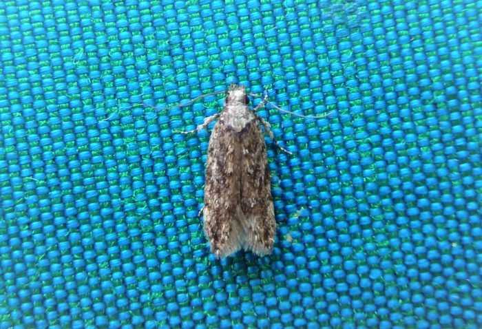 35.107 BS859 - Gellechiidae - Gellechiinae - Psoricoptera gibbosella