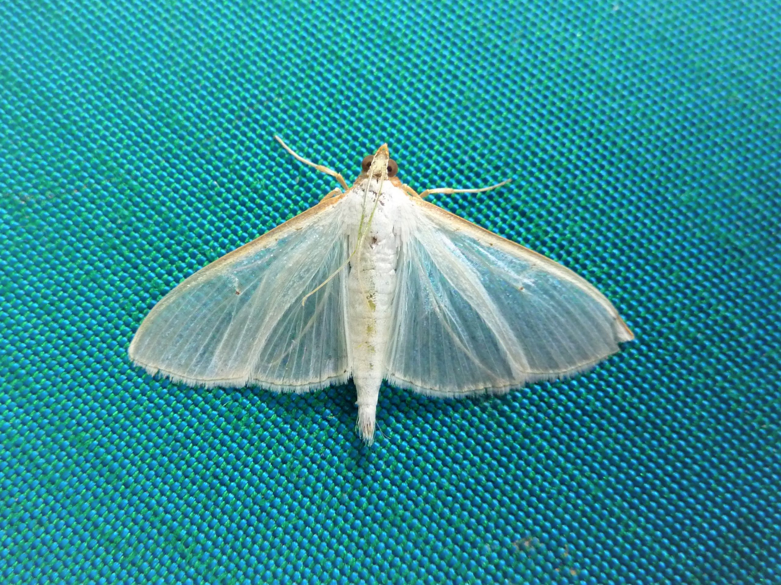 63.048 BF1408 - Crambidae - Spilomelinae - Palpita vitrealis